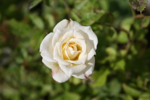 Hvid rose.